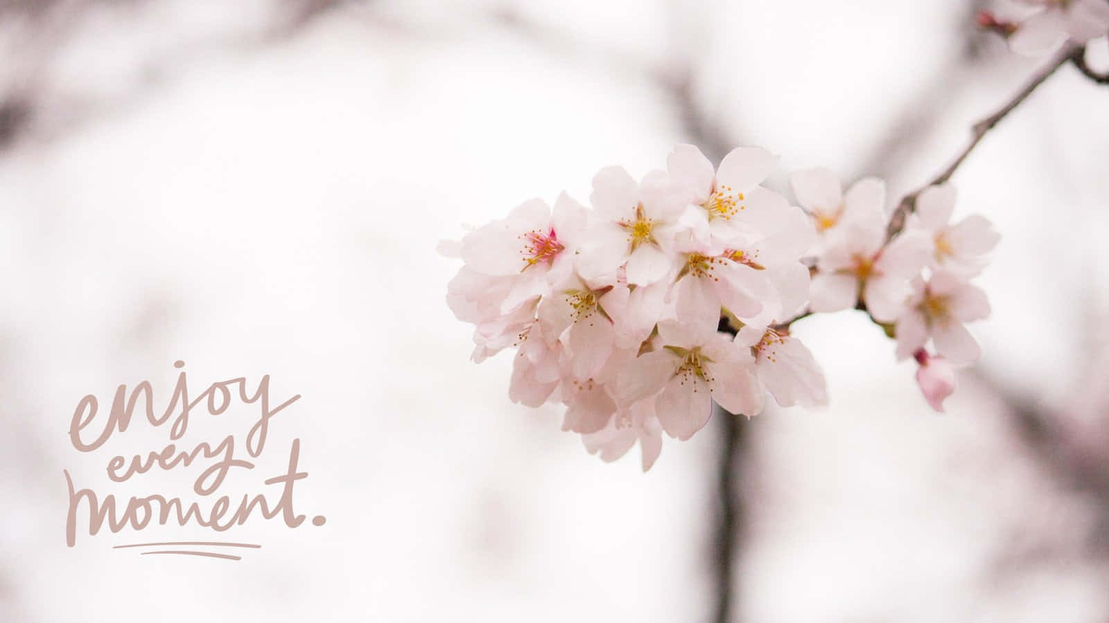 Simple Spring Bunch Of Flower Background