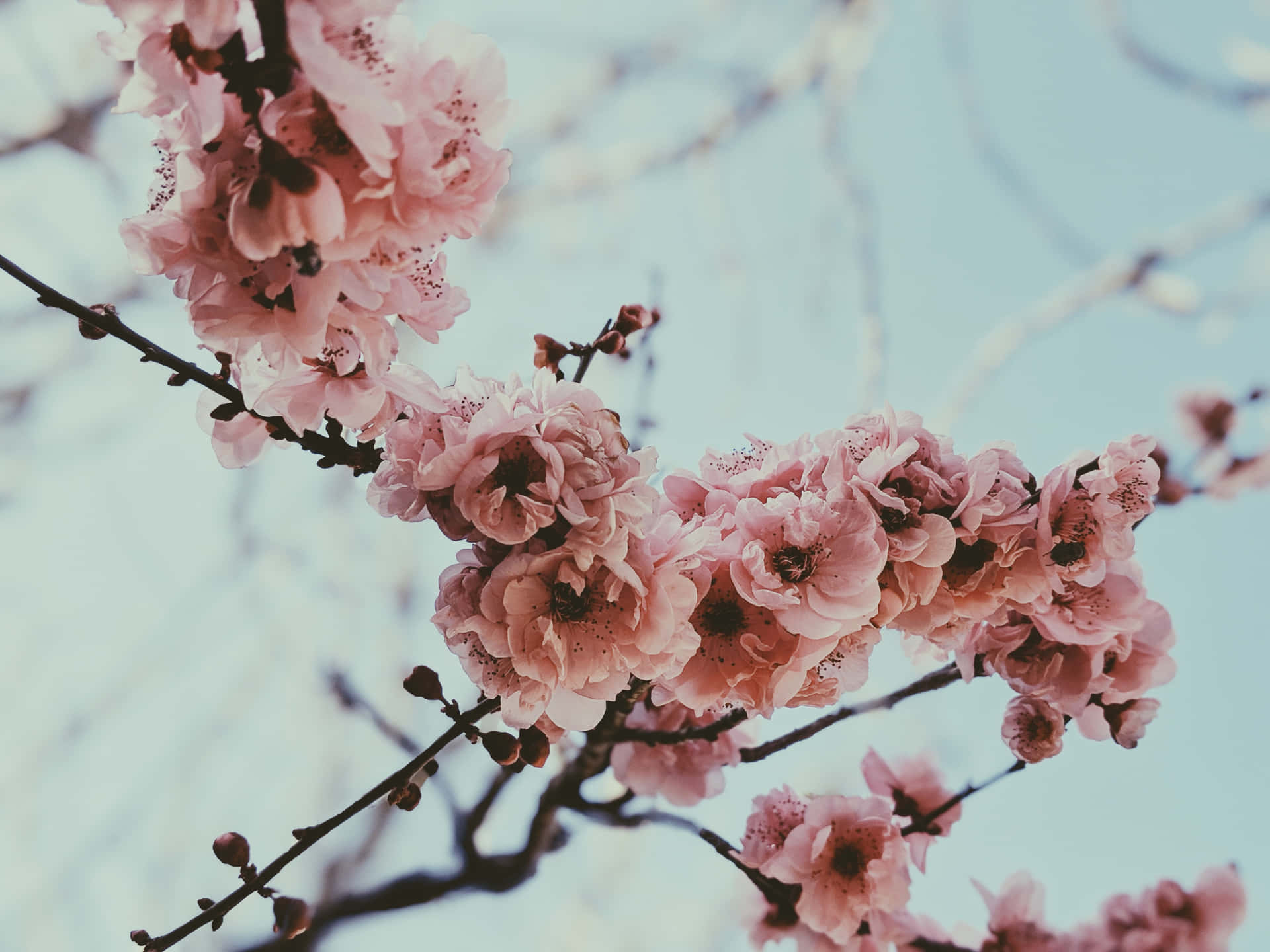 Simple Spring Flowers On Branch Background