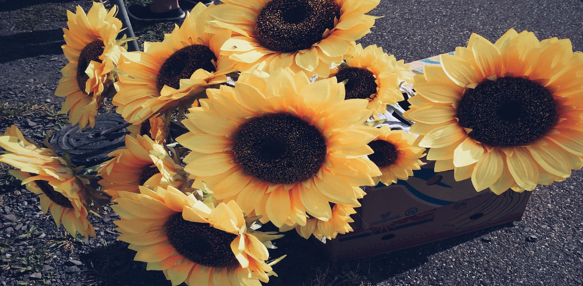 Simple Spring Sunflowers Background