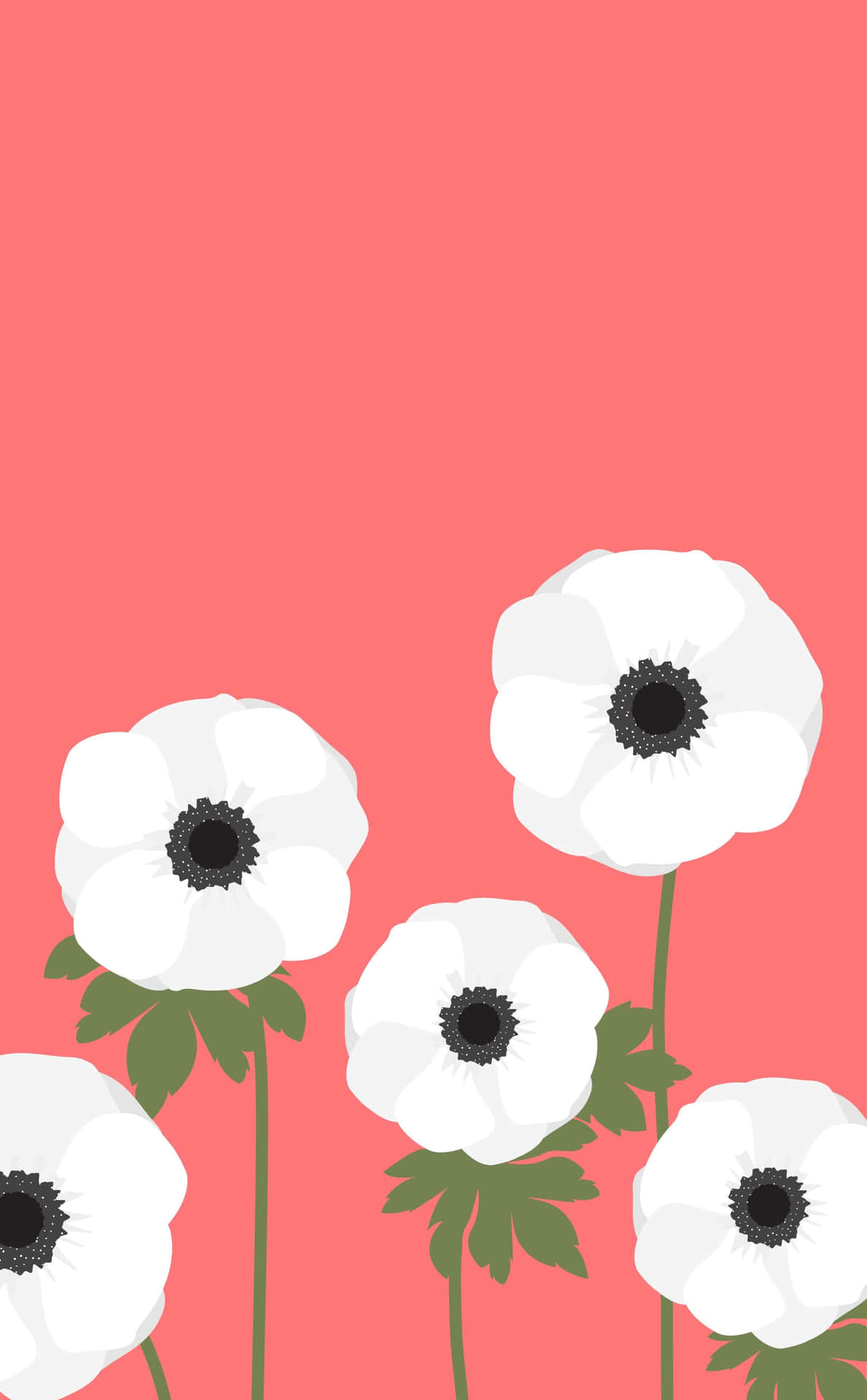 Simple Spring White Anemone Background