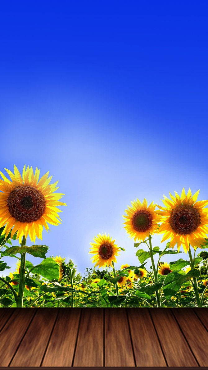 Simple Sunflower Iphone Art Background