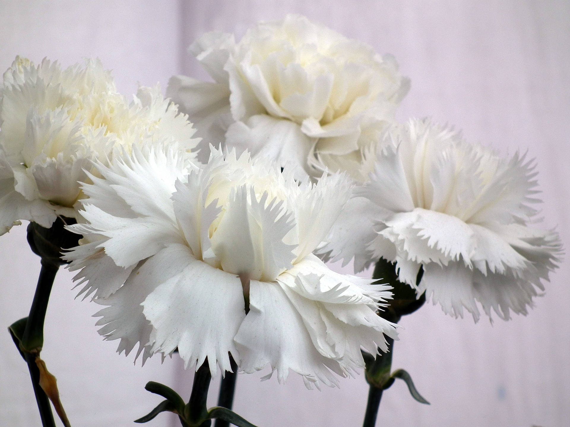 Simple White Carnations