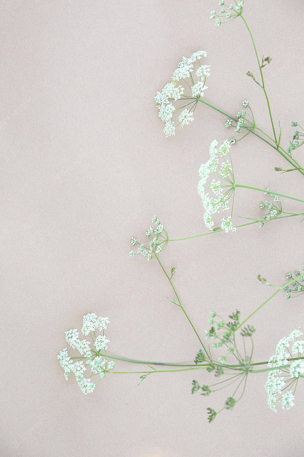 Simple White Flowers Aesthetic Background