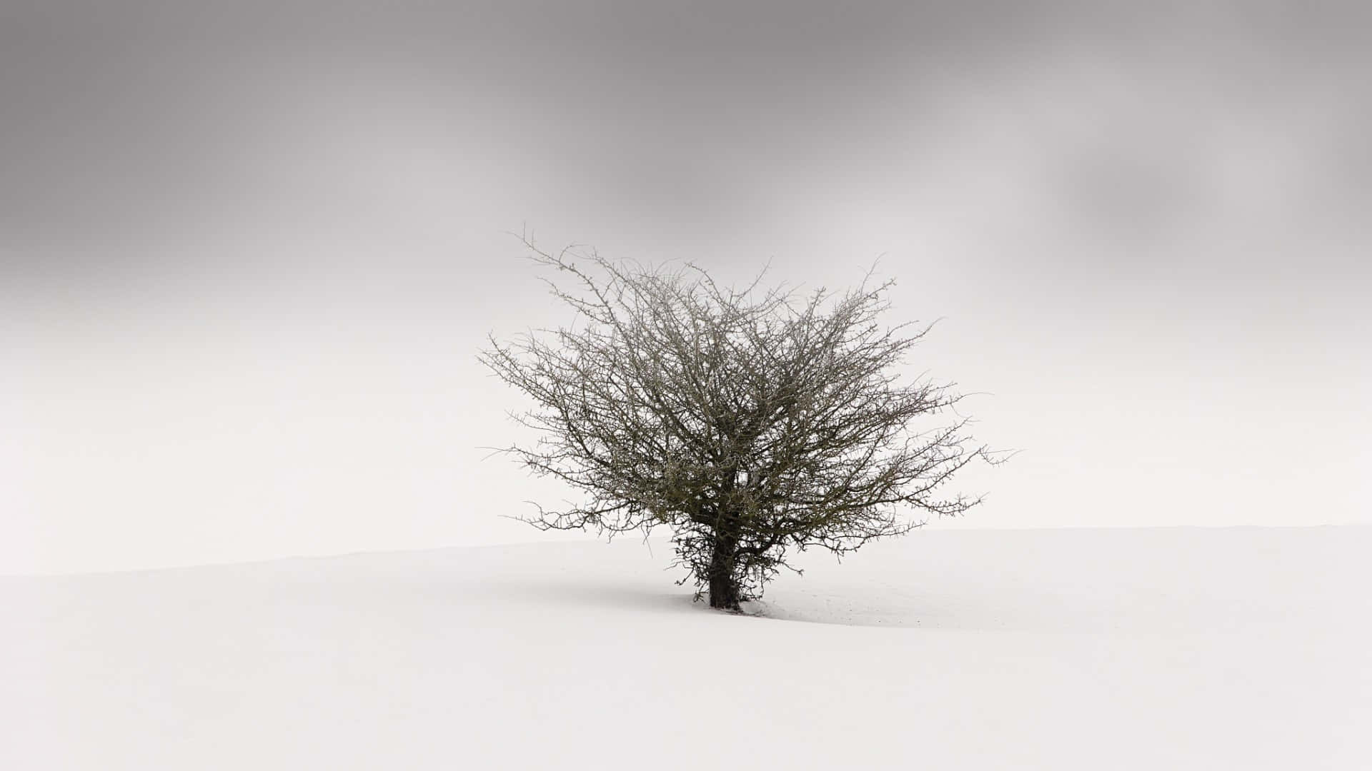 Simple Winter Lone Tree Snow Background