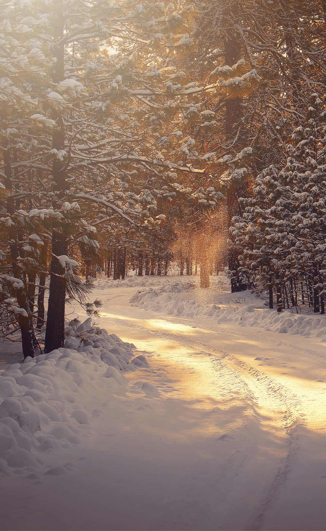 Simple Winter Path Woods Background