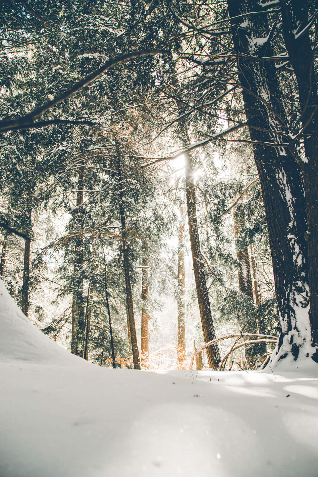 Simple Winter Sunlight Through Forest Background