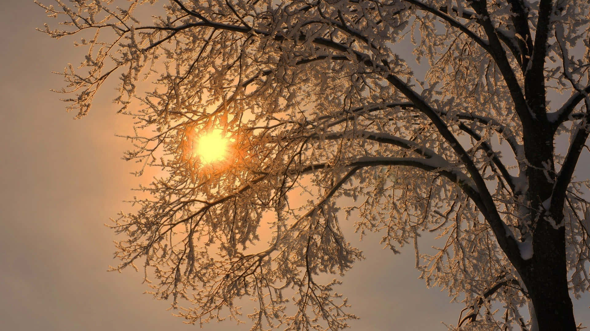 Simple Winter Tree Covered Snow Sunshine Background