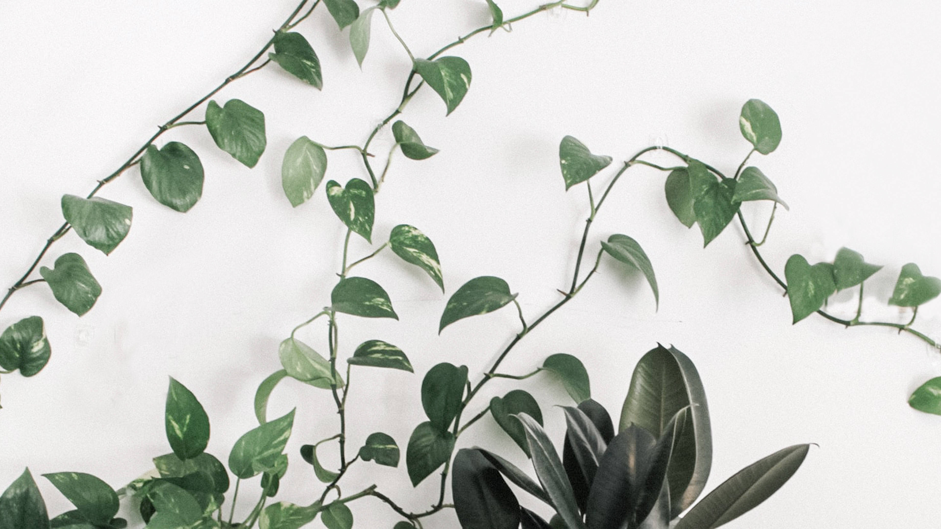 Simplicity In Nature - Minimalist Plant Design