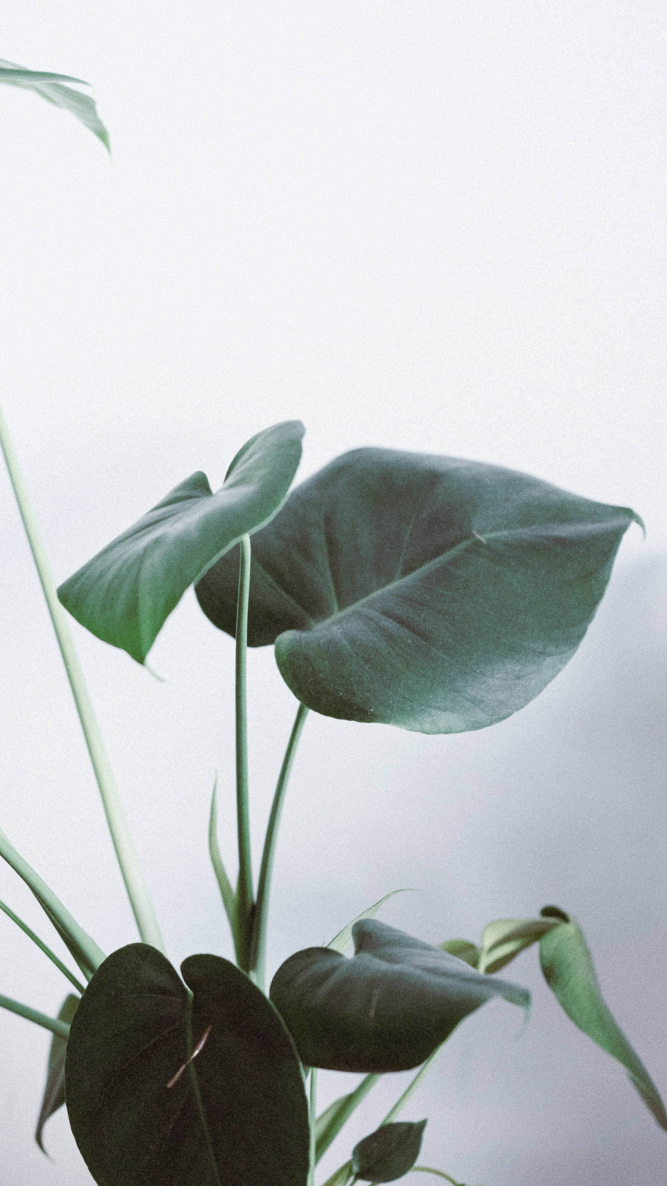 Simplicity In Nature - Minimalistic Monstera Plant