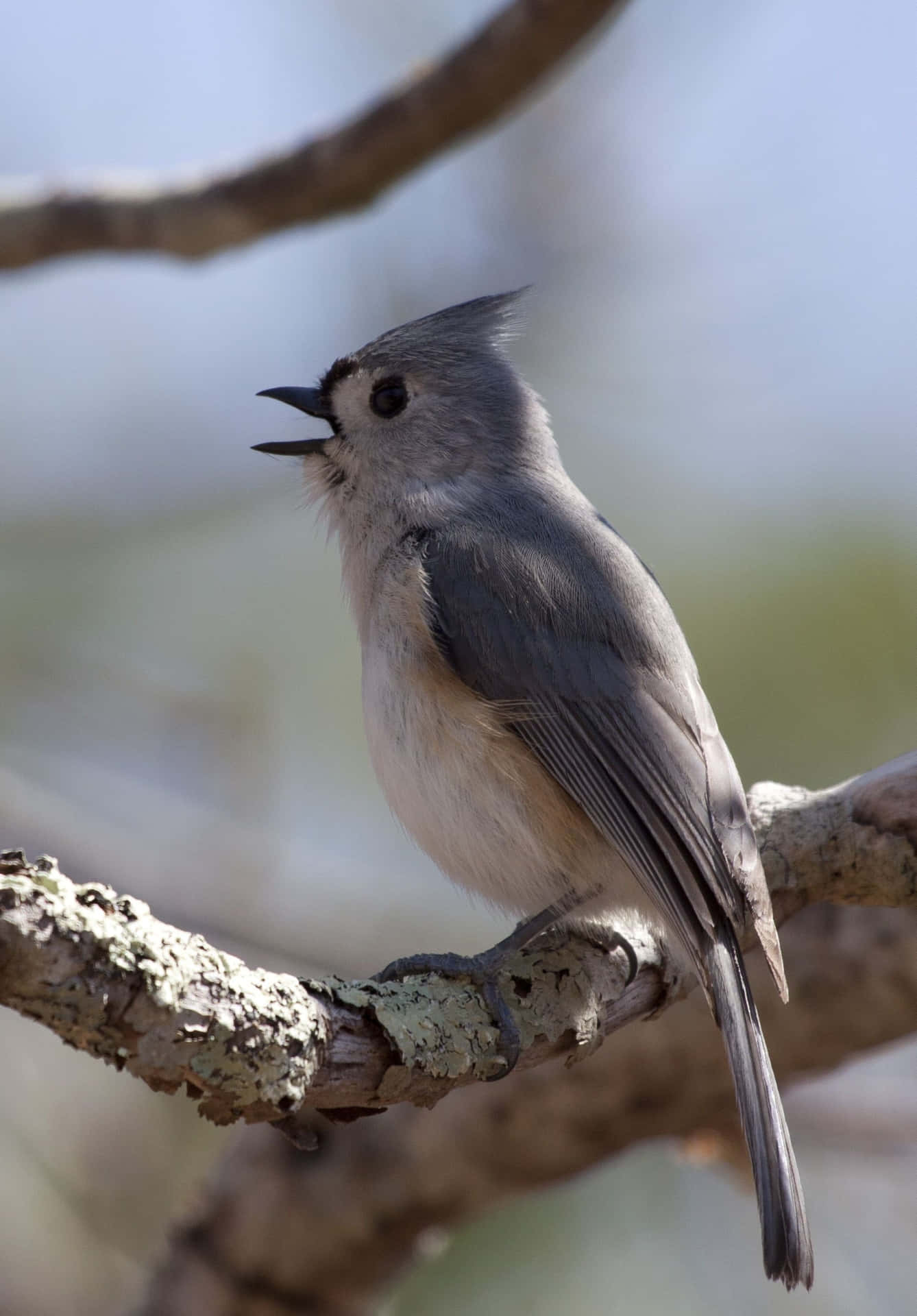 Singing Titmouseon Branch Background