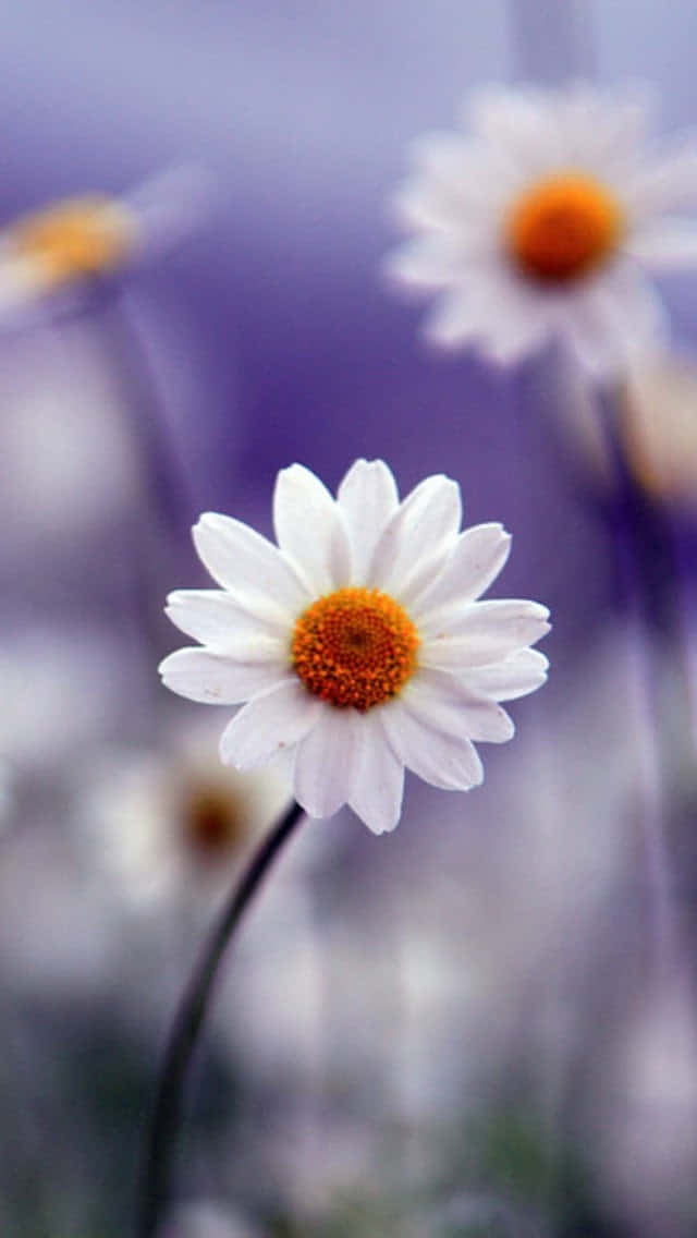 Single Blooming Spring Daisy Iphone Background