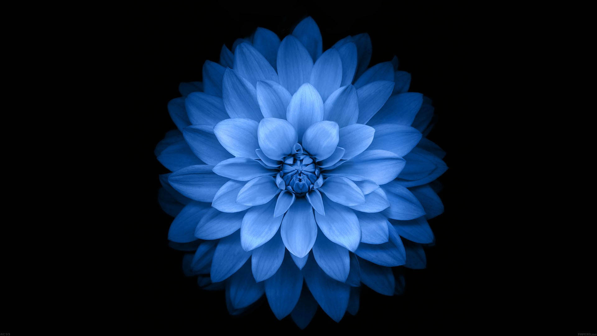 Single Blue Dahlia Dark Hd Flowers Background