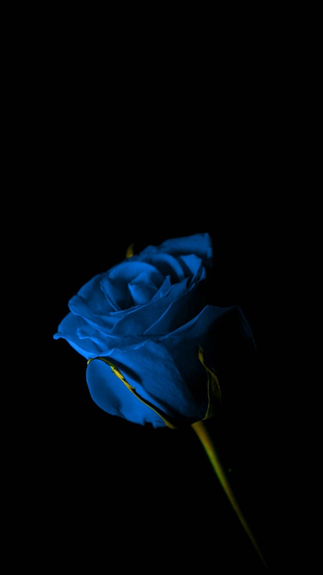 Single Blue Rose Amid Darkness Background