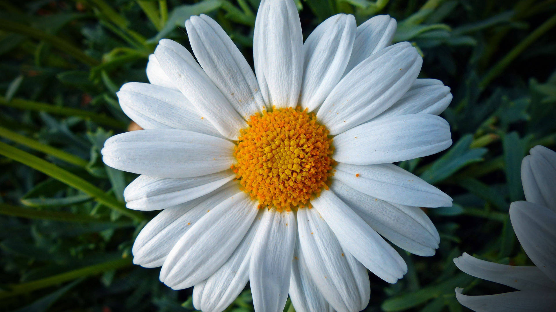 Single Daisy Flower 4k