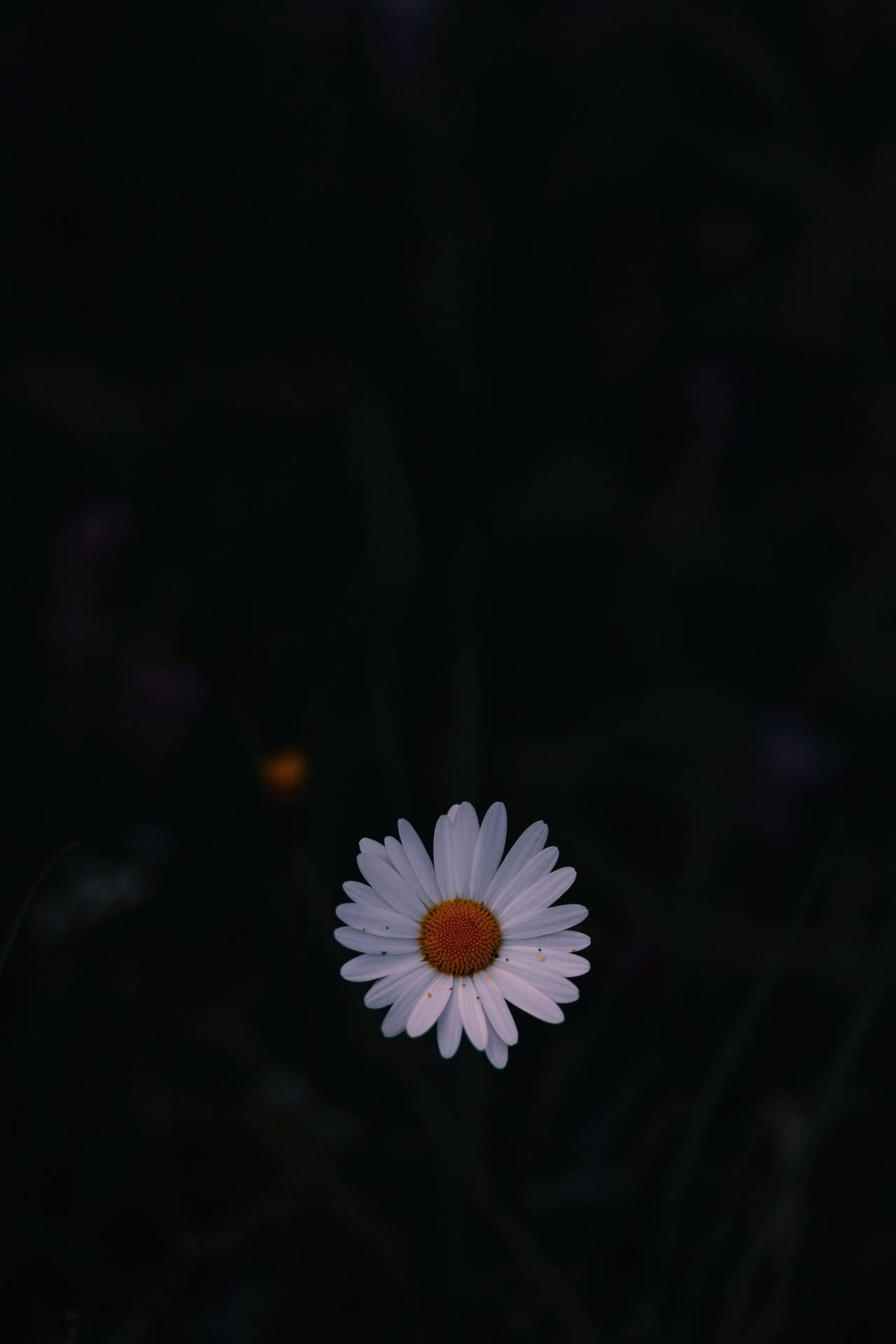 Single Daisy In Dark Phone Background Background