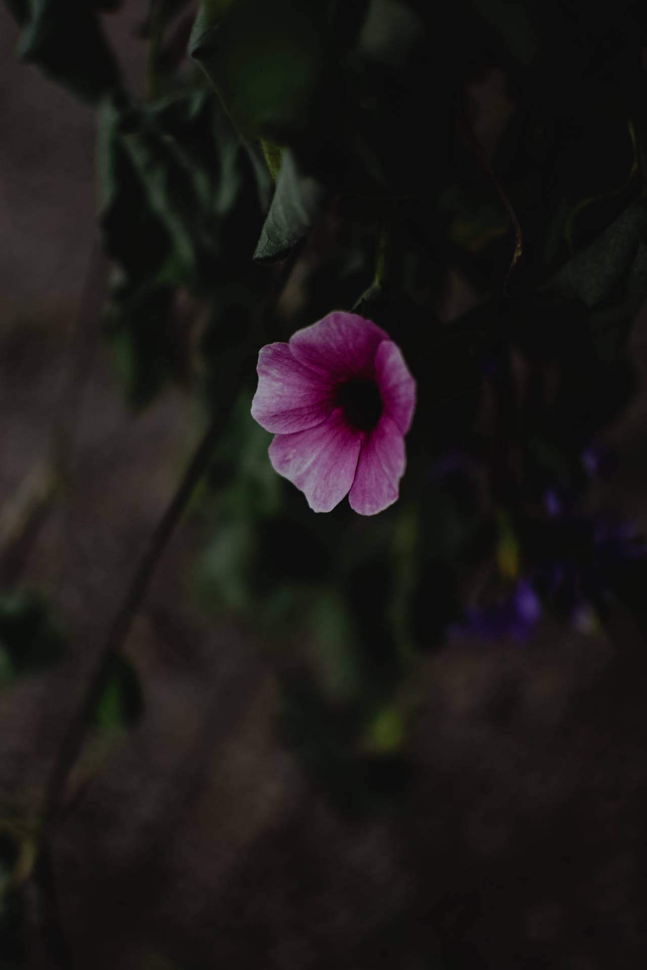 Single Flower Dark Purple Iphone Background