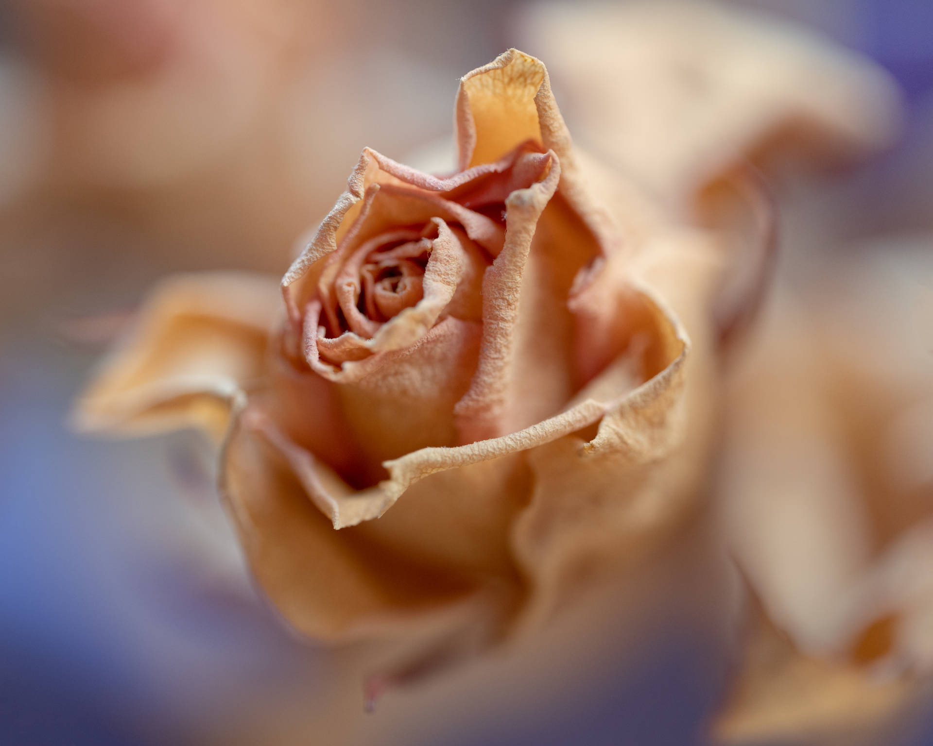 Single Golden Aesthetic Rose Background
