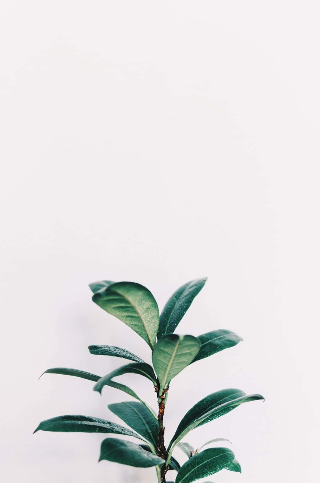 Single Green Plant Aesthetic Background