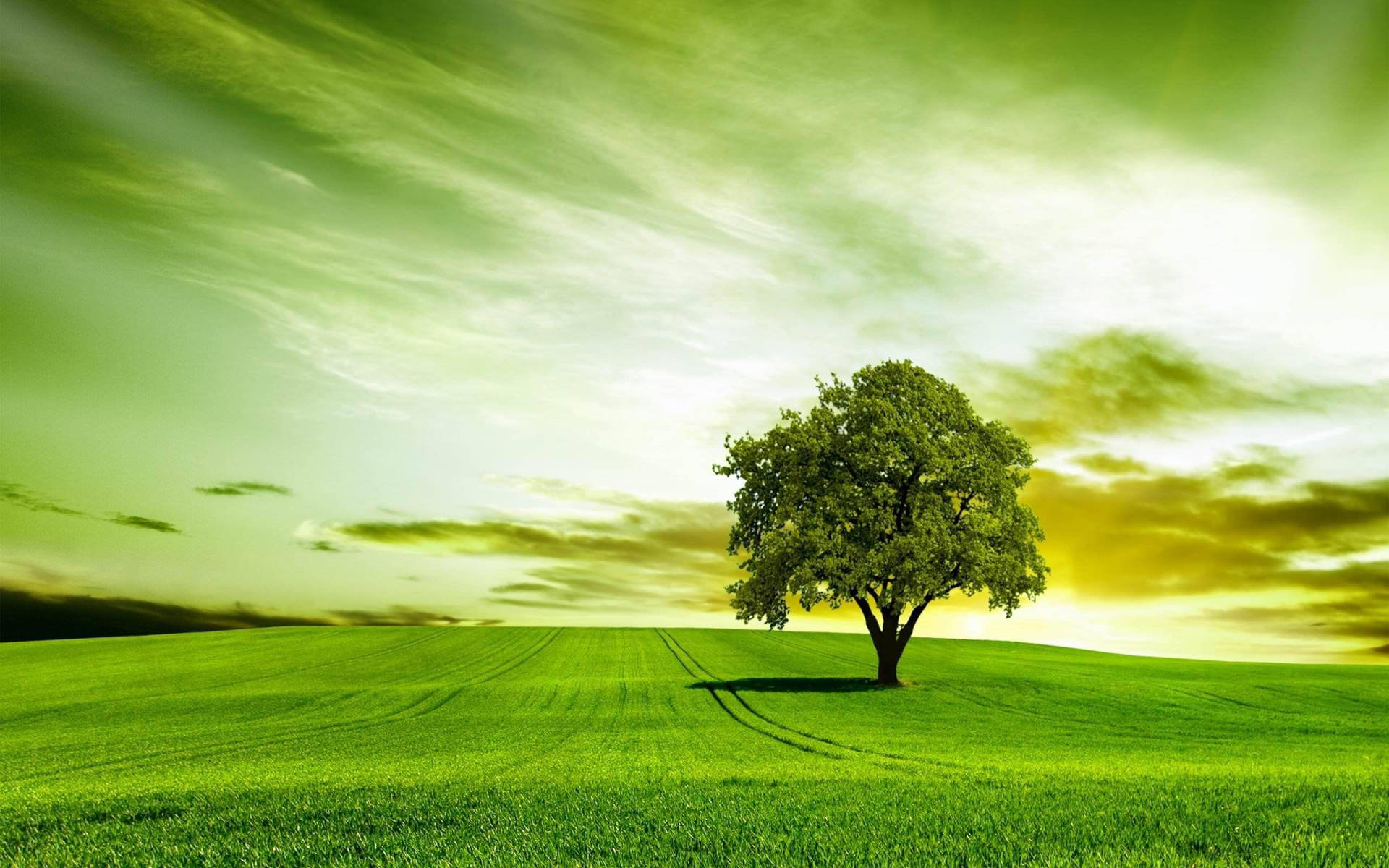 Single Green Tree Background