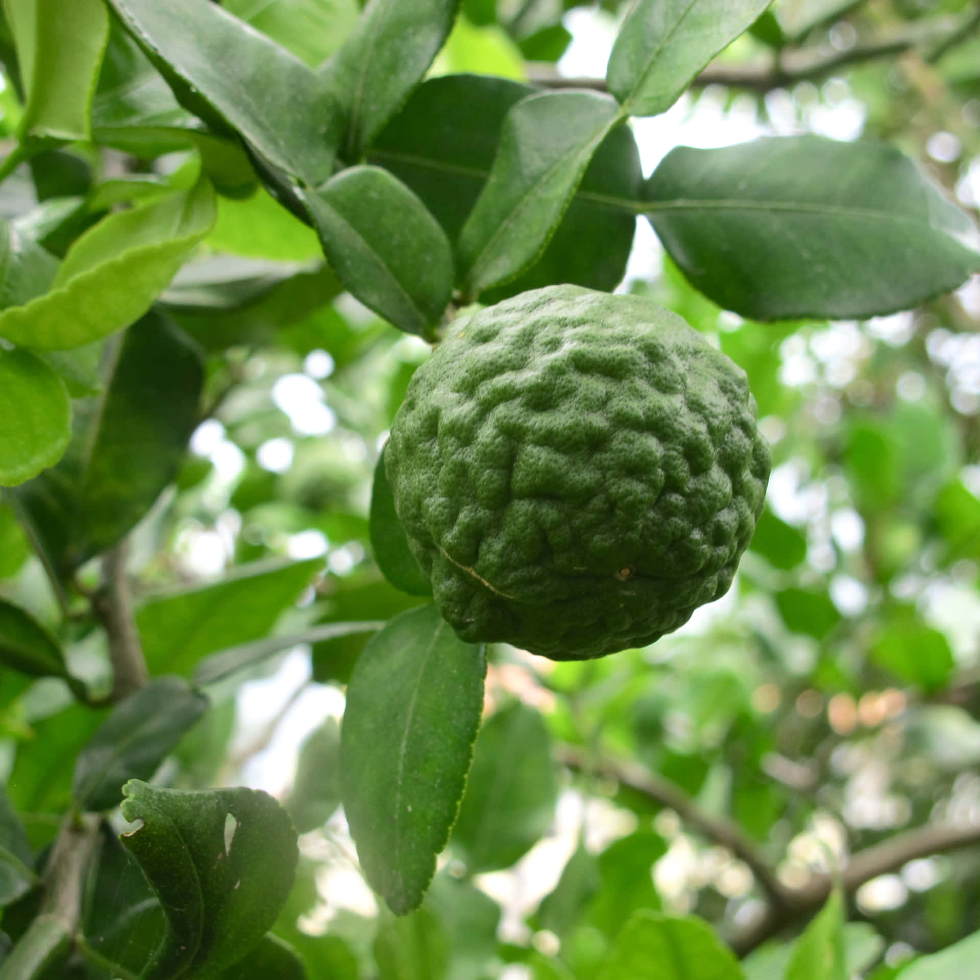 Single Kaffir Lime On The Tree Background