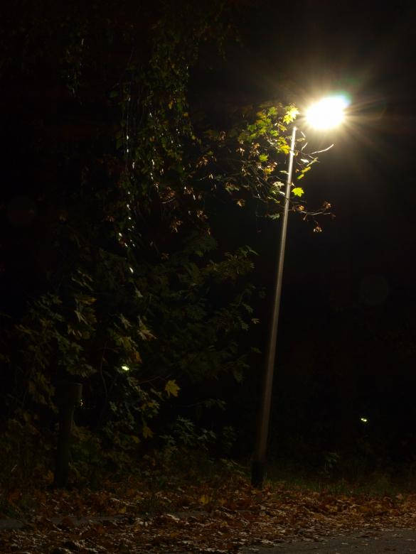 Single Lamp Beside Dark Forest Iphone Background