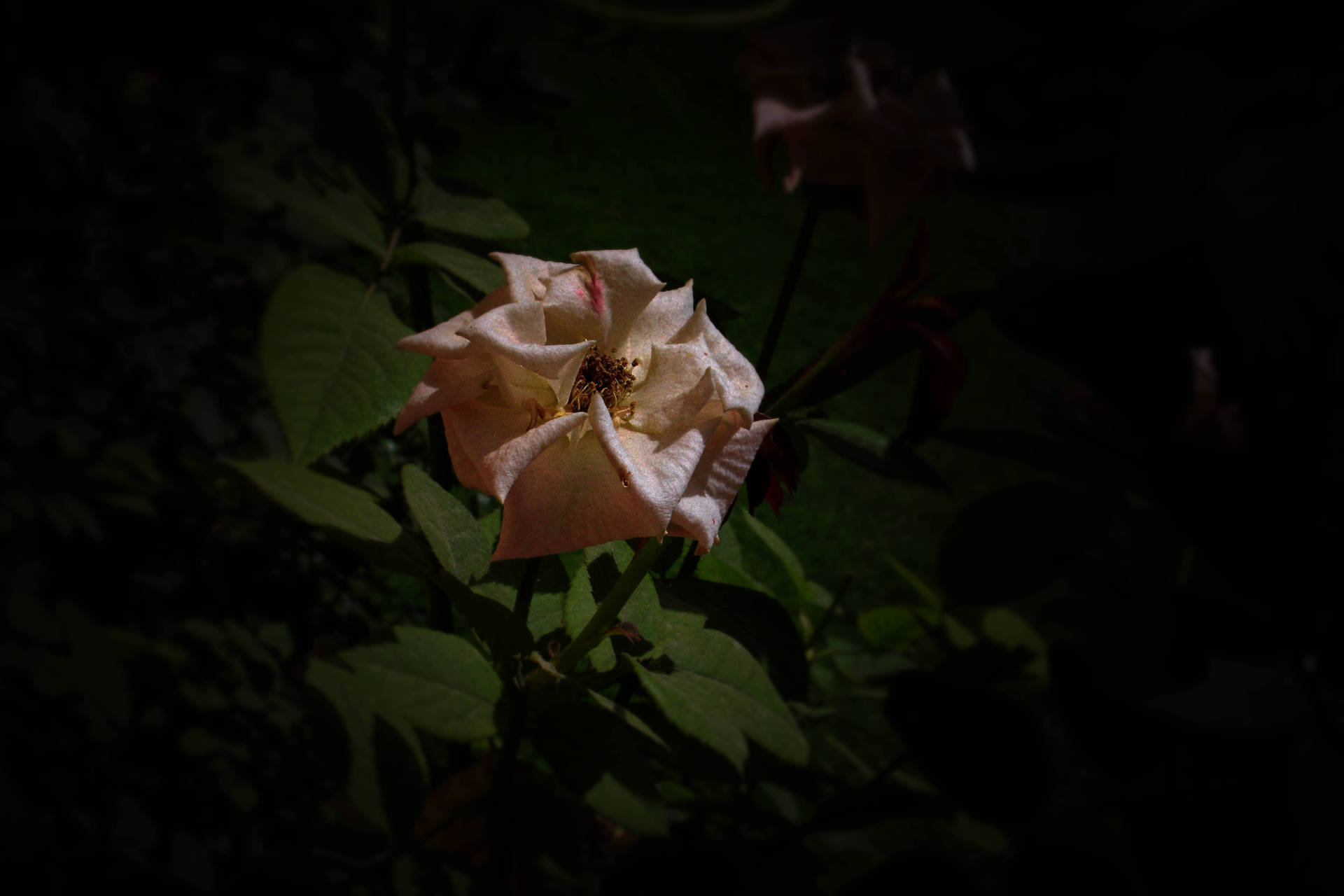 Single Layer Petal Pink Rose Hd Background