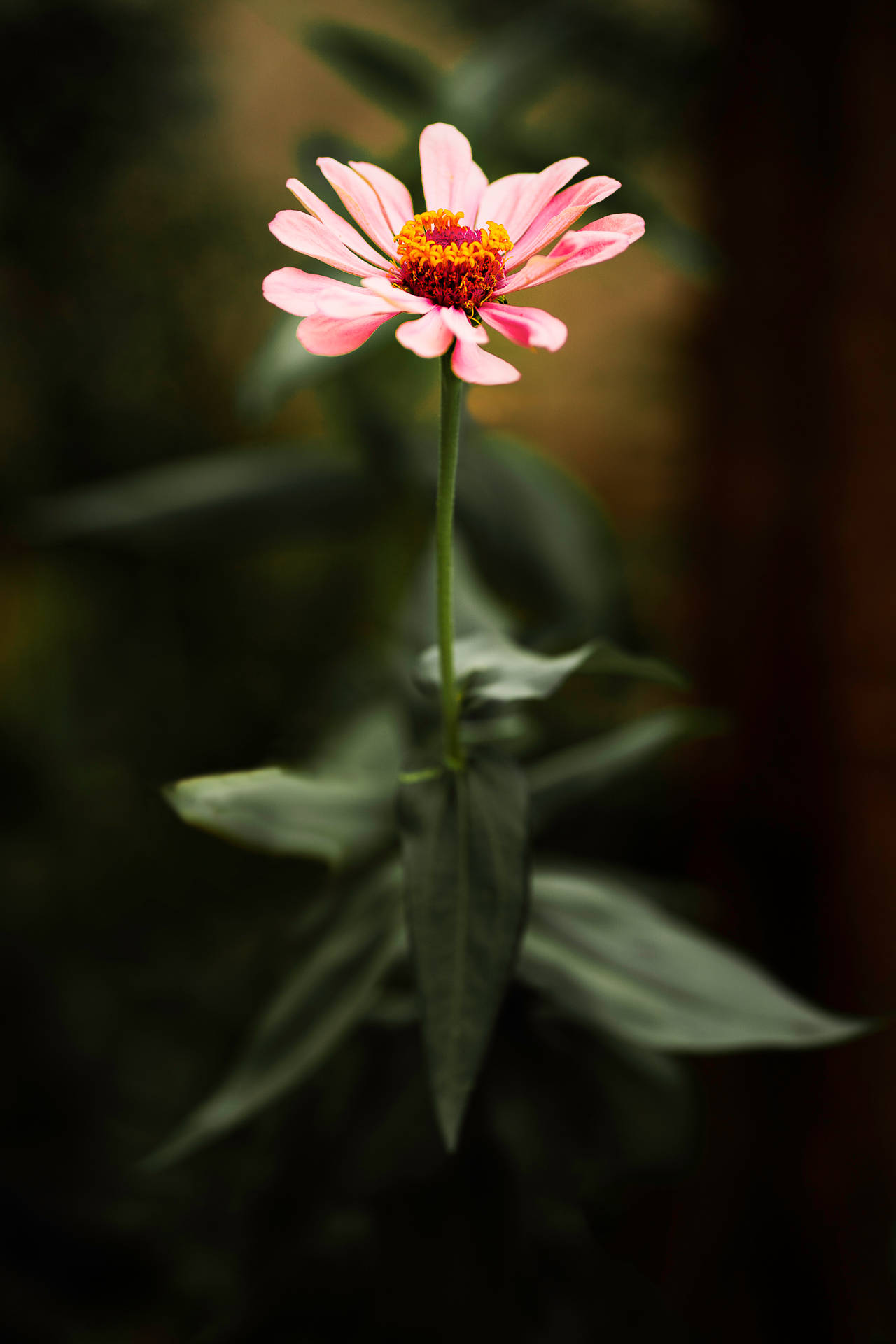 Single Pink Daisy Iphone Background