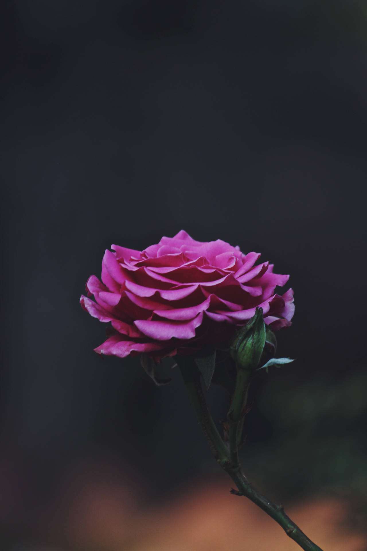 Single Pink Rose Flower Android Background