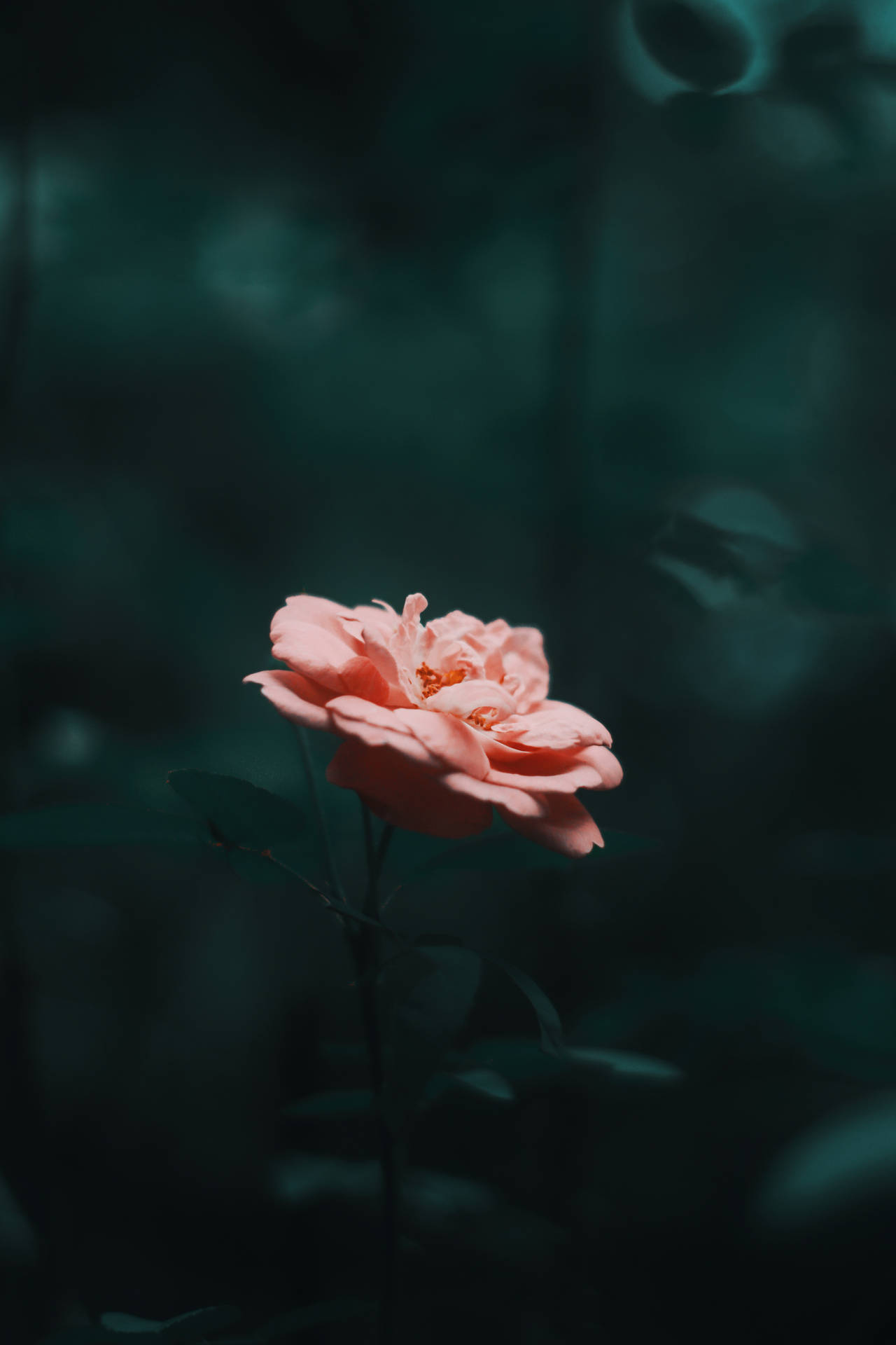 Single Pink Rose Hd Background