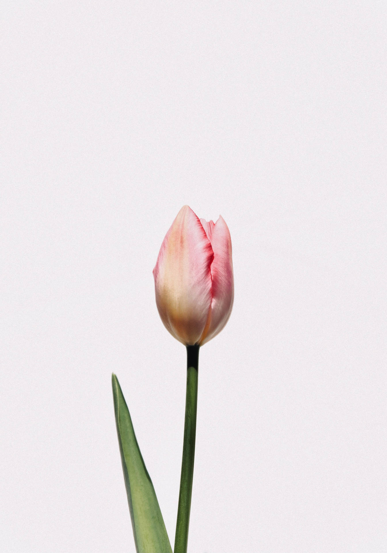 Single Pink Tulip Background