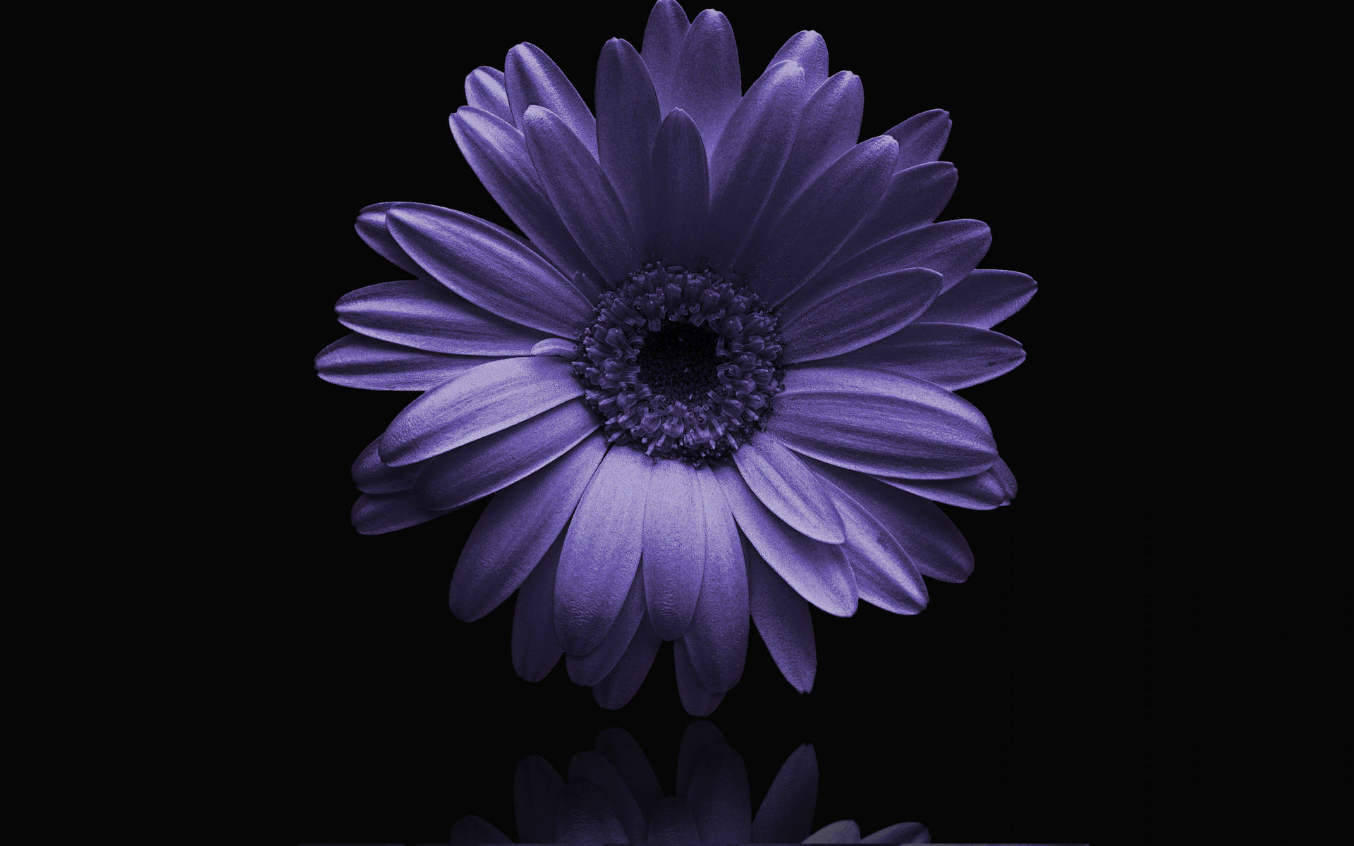 Single Pure Purple Flower Background