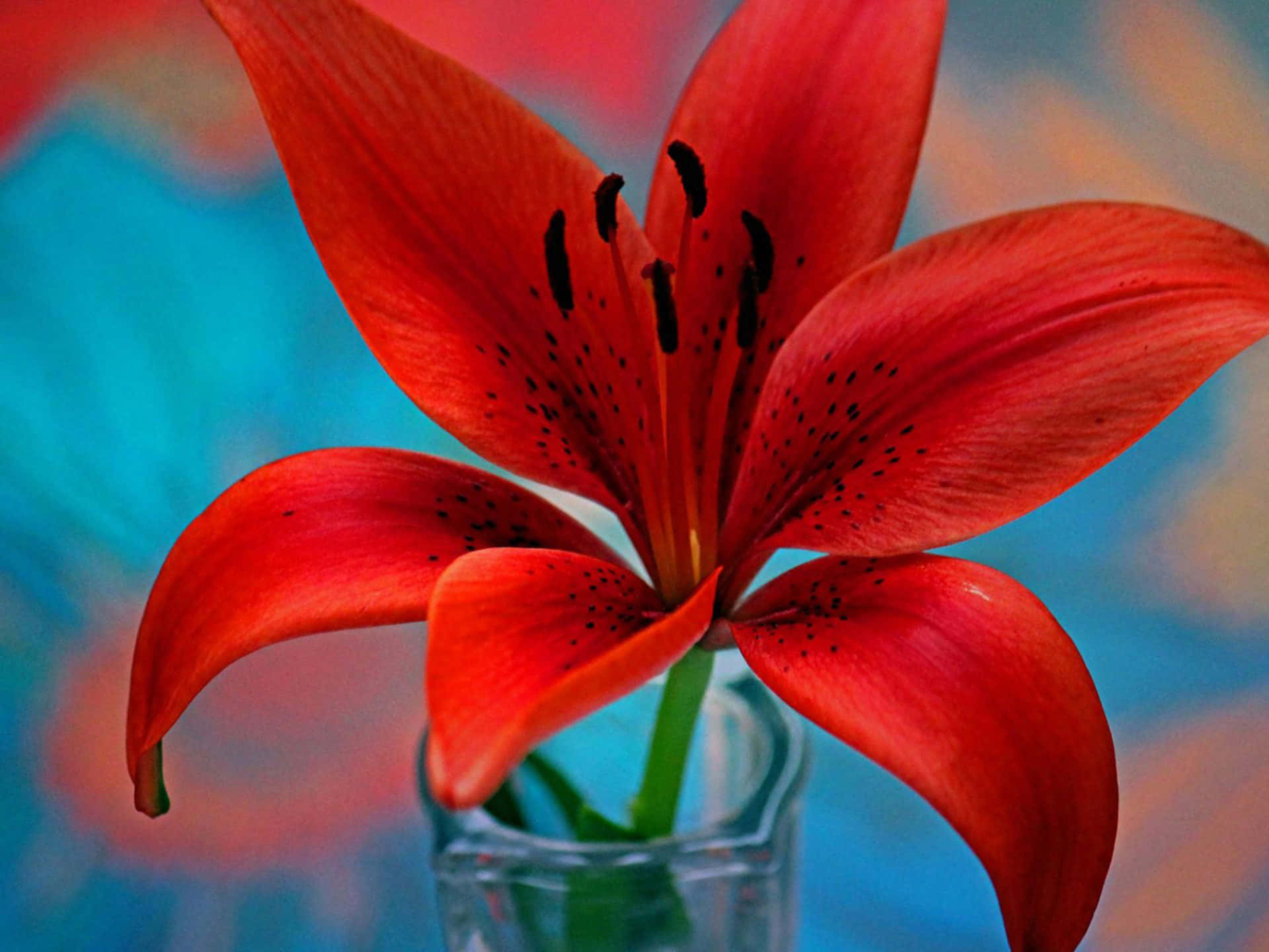 Single Red Lily Flower Background