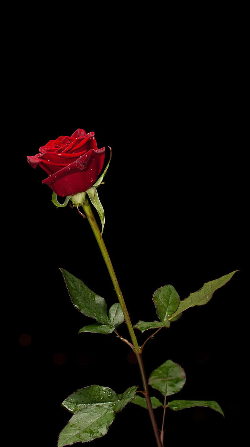 Single Red Rose Black Background.jpg Background