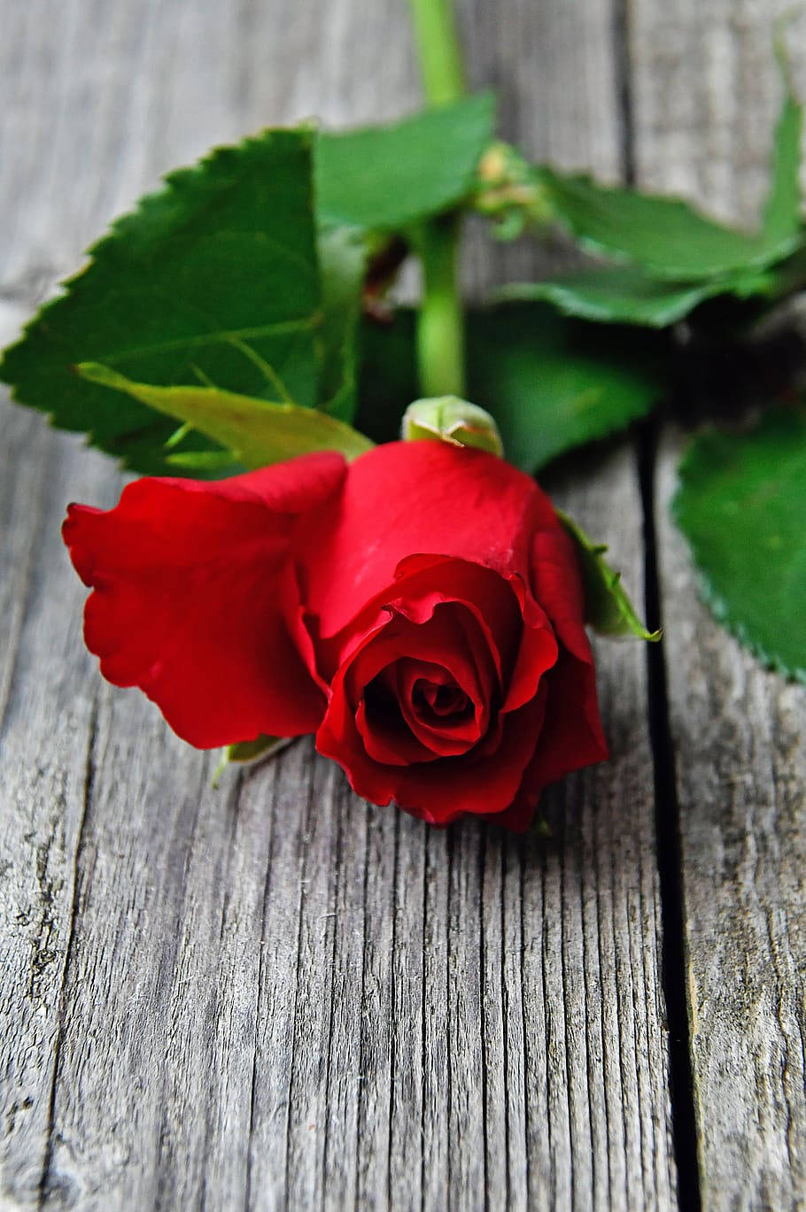 Single Romantic Rose On Wood Background