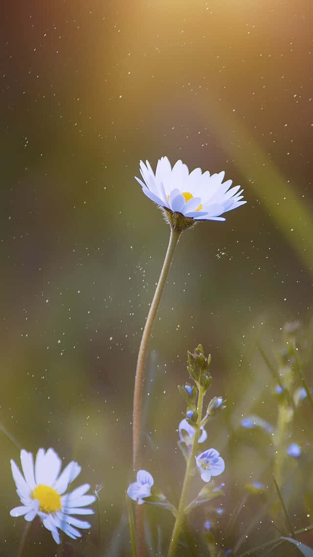 Single Spring Daisy Iphone Background