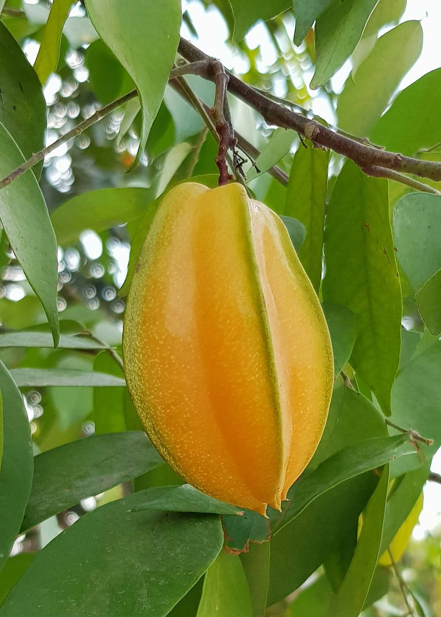 Single Star Fruit Hanging In Nature Background