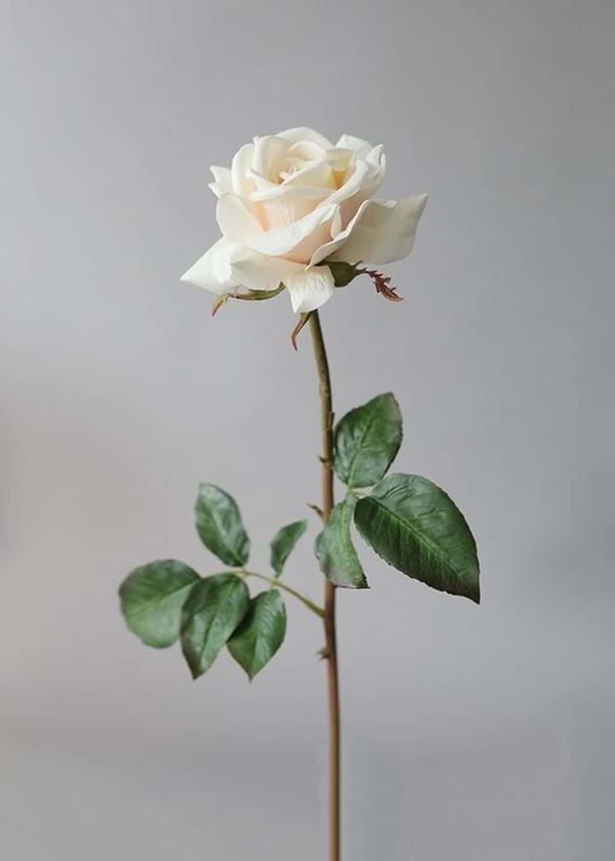 Single Stem White Rose Aesthetic