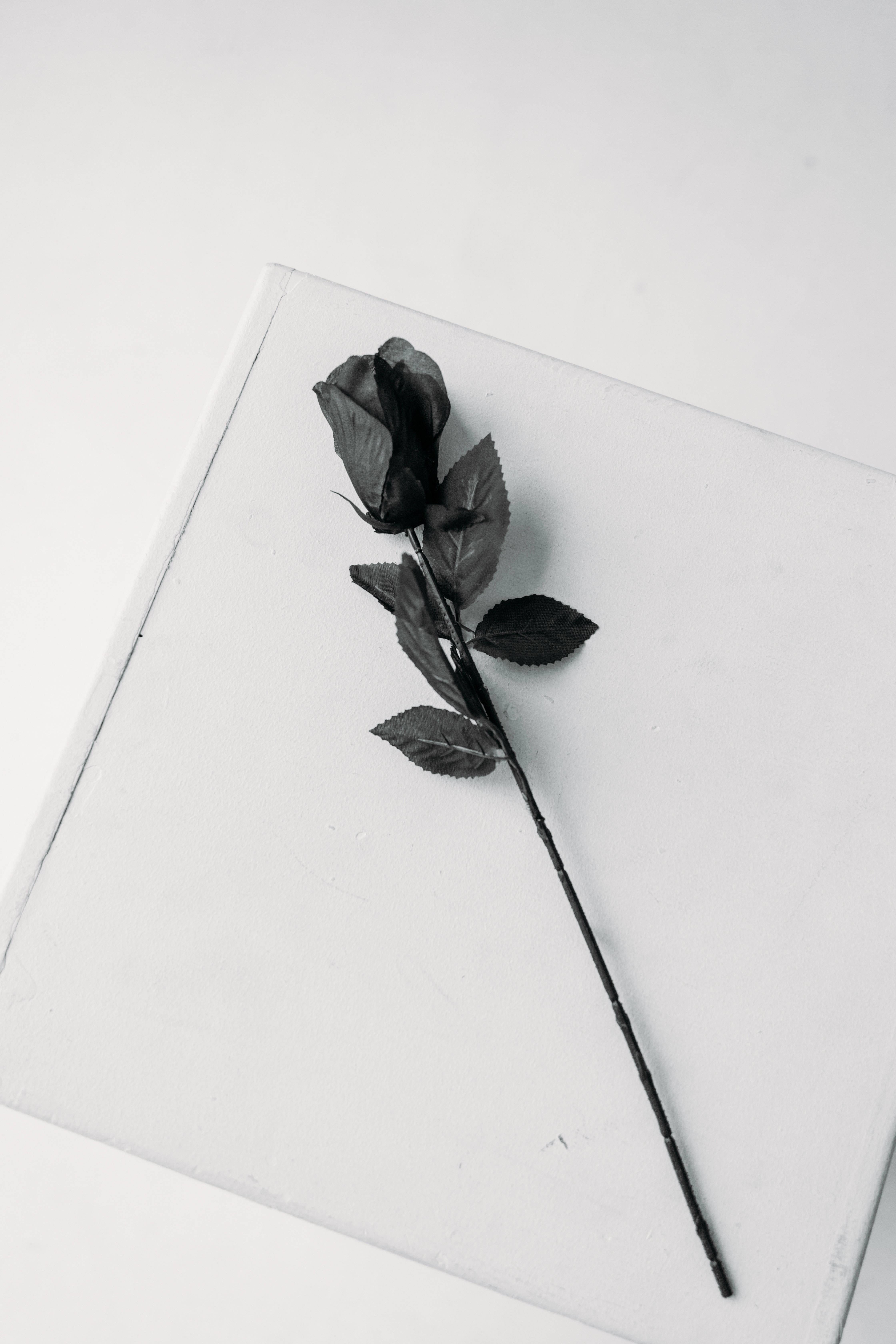 Single-stemmed Black Rose Iphone Background