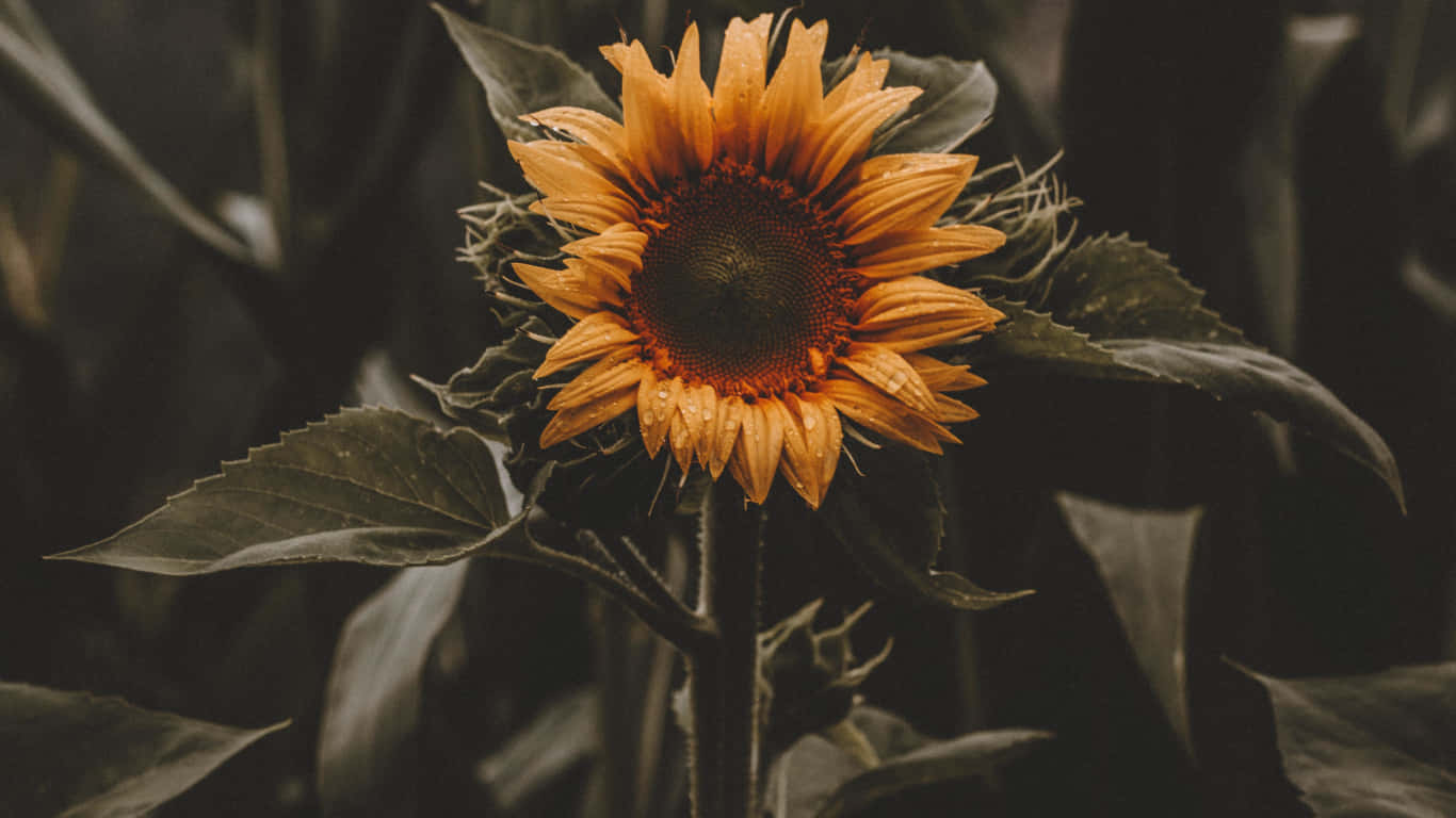 Single Sunflower Yellow Tumblr Aesthetic Background