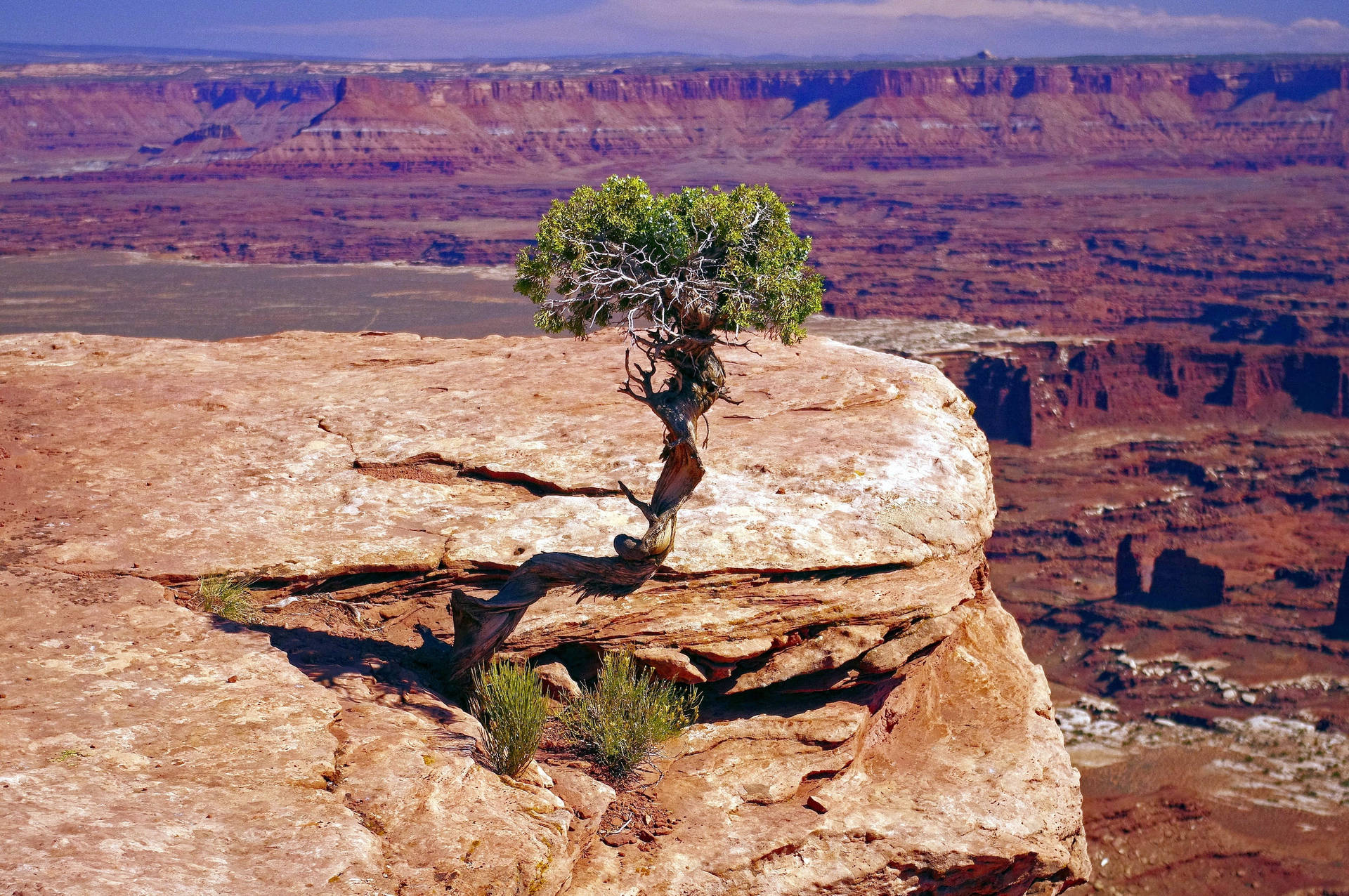 Single Tree Canyonlands National Park Background