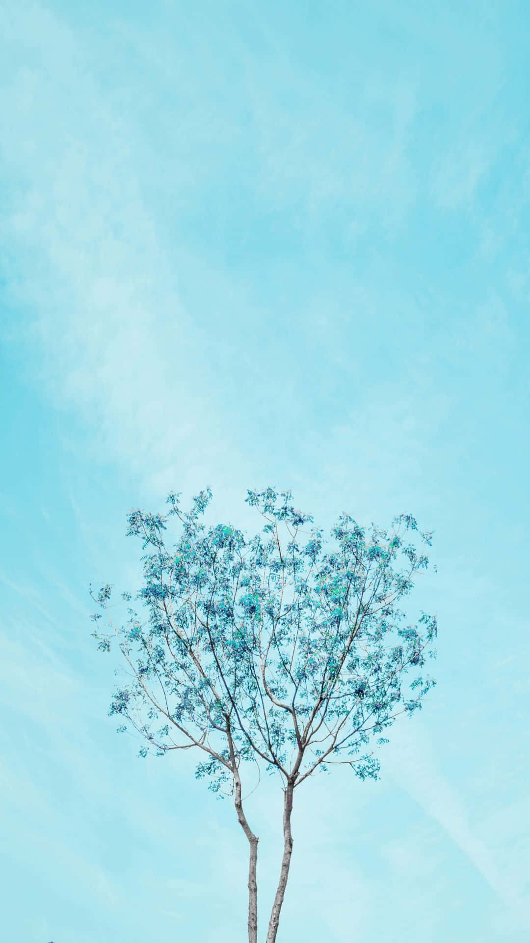 Single Tree Cyan Aesthetic Background