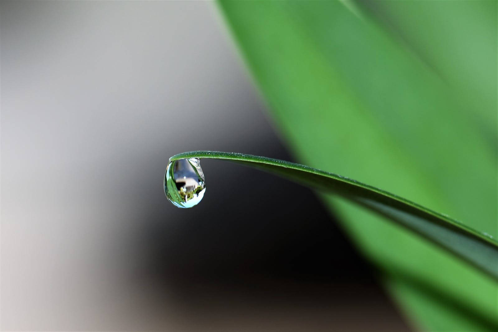 Single Water Droplet On Leaf Tip Background