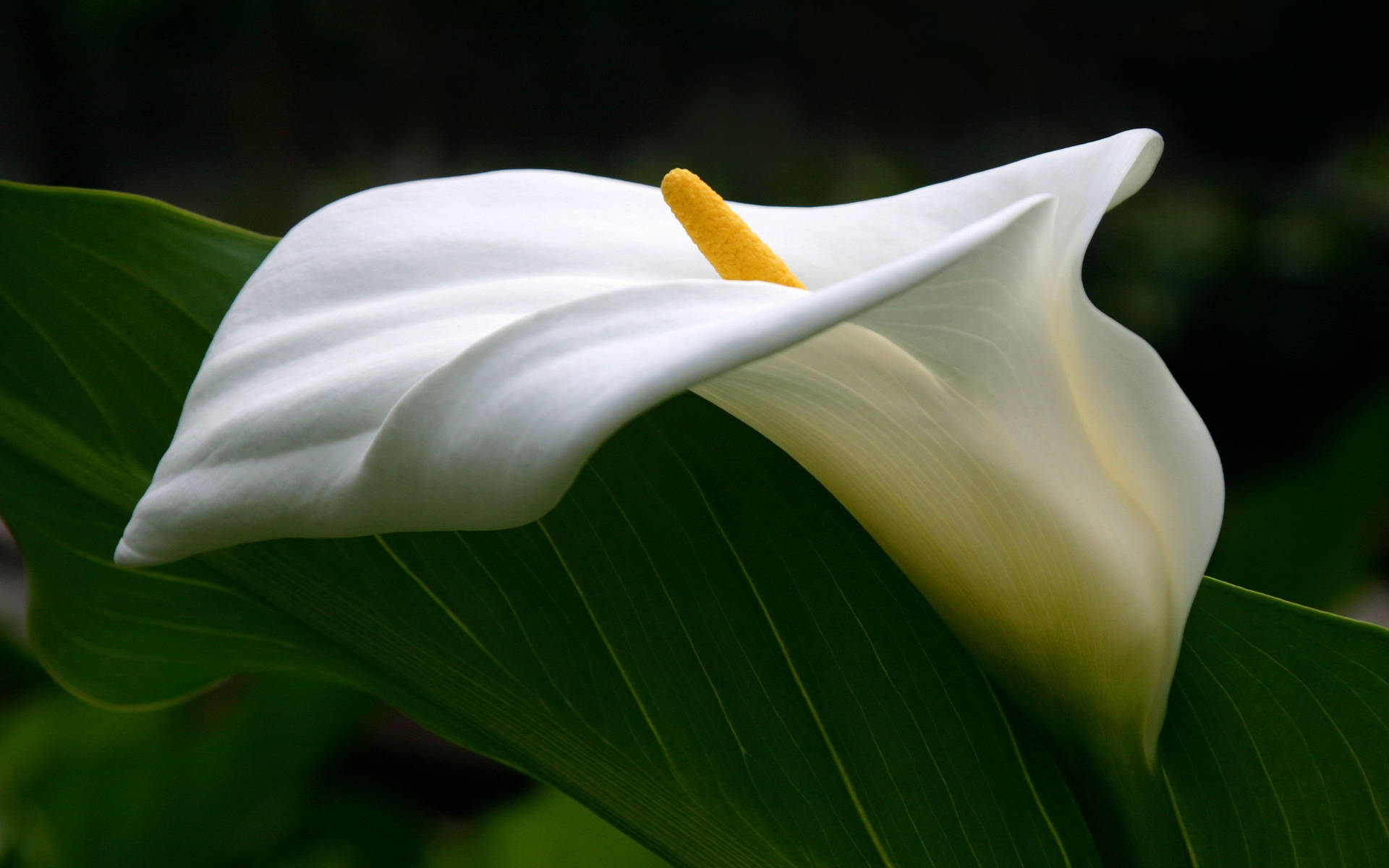 Single White Lily Flower Background