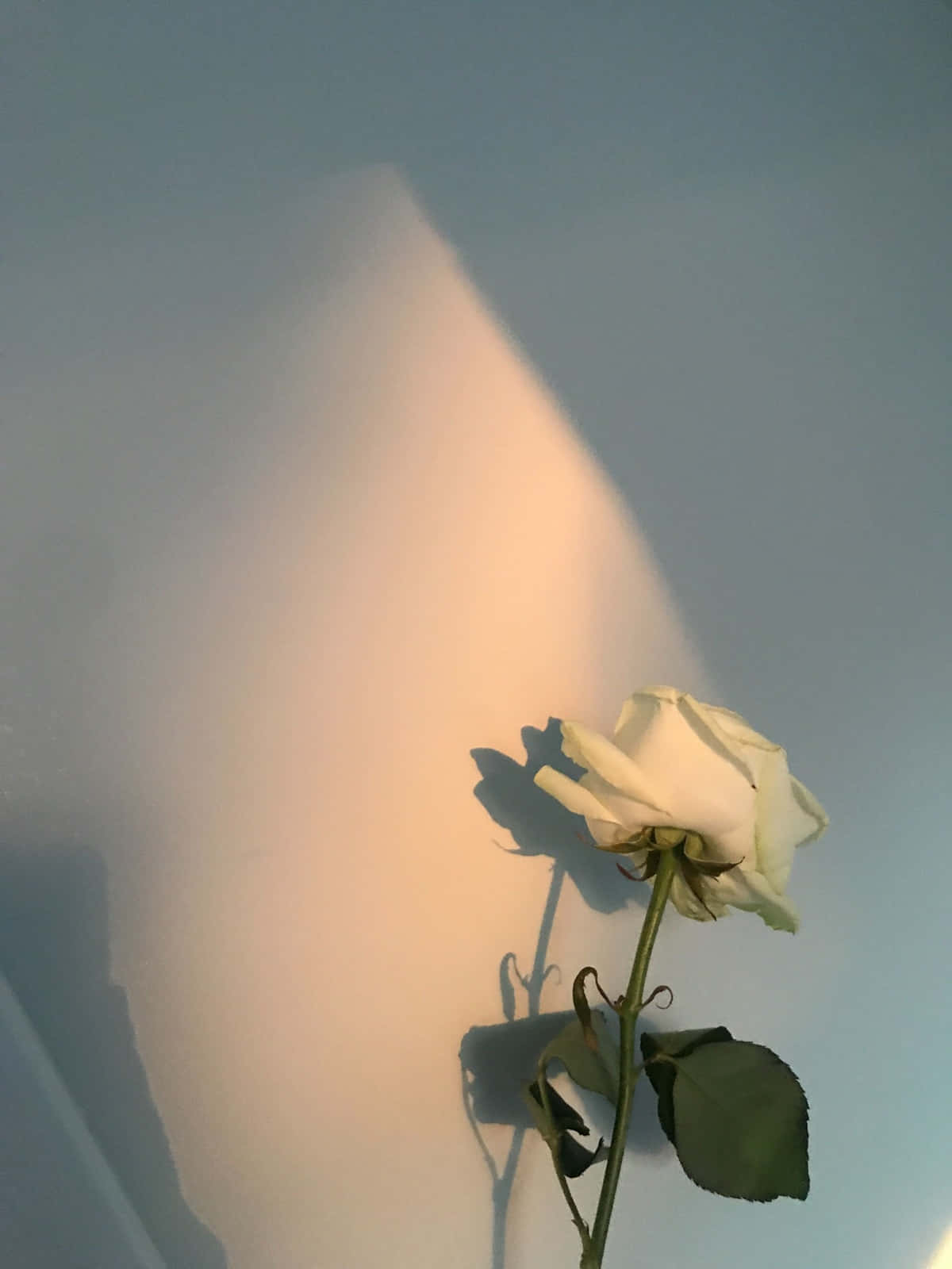 Single White Rose Aesthetic During Golden Hour