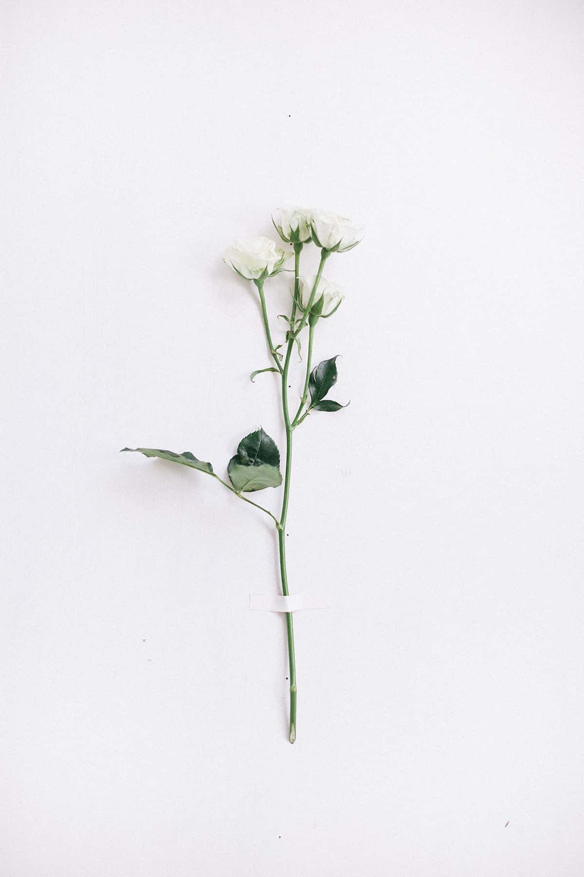 Single White Roses Aesthetic White Background