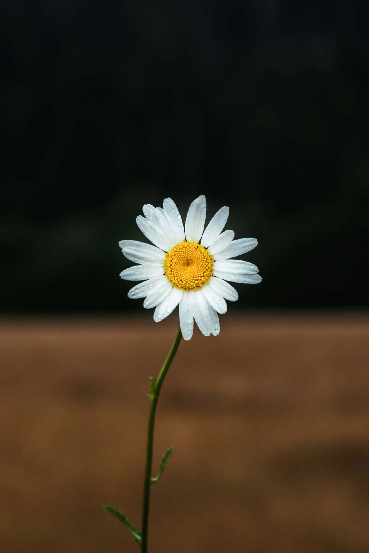 Singular Aesthetic Daisy [wallpaper] Background