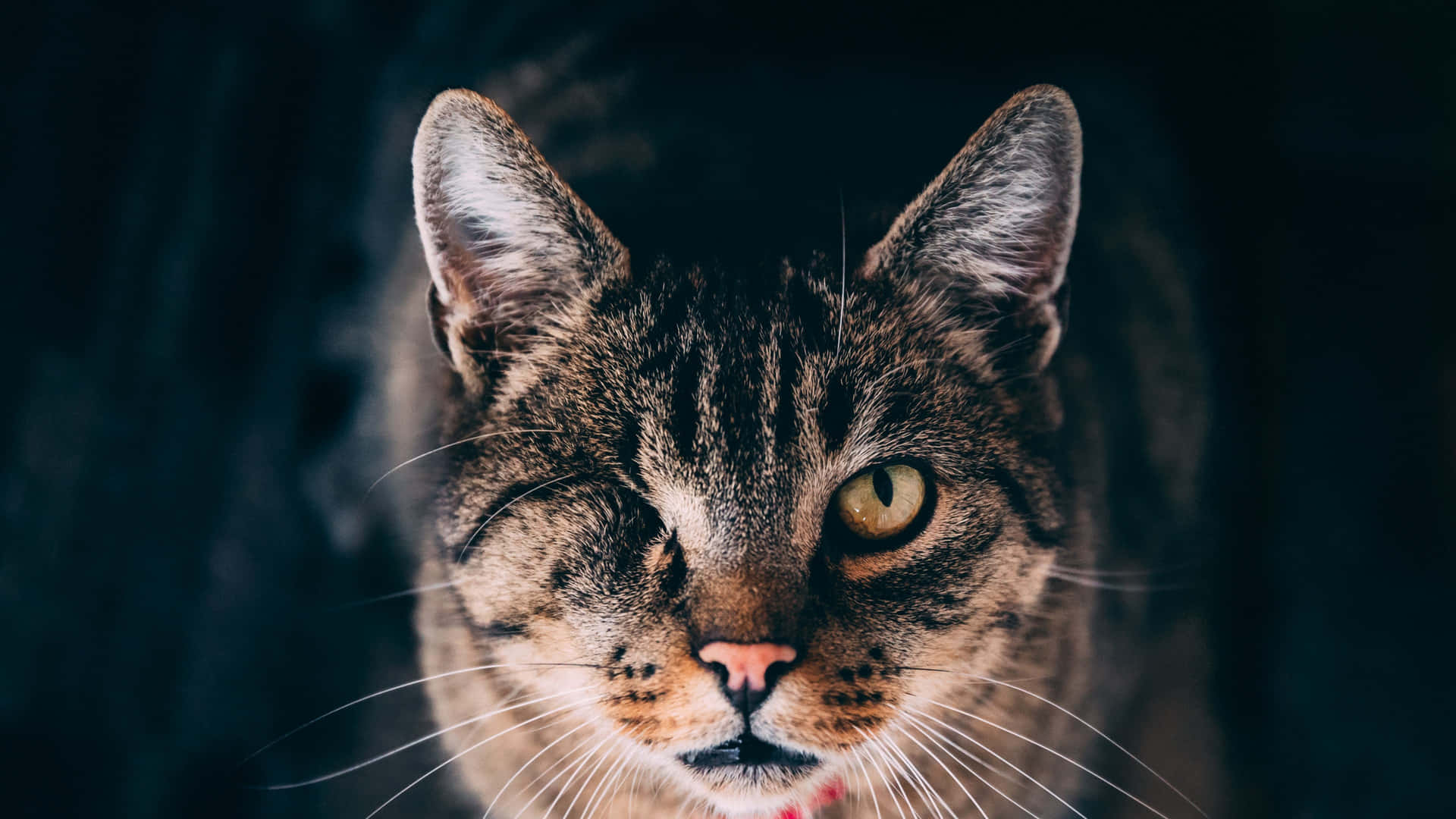 Singular Cat Eye [wallpaper] Background