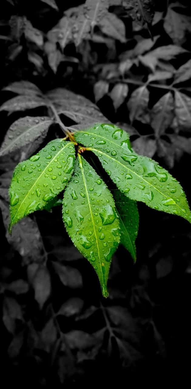 Singular Colored Leaves [wallpaper] Background