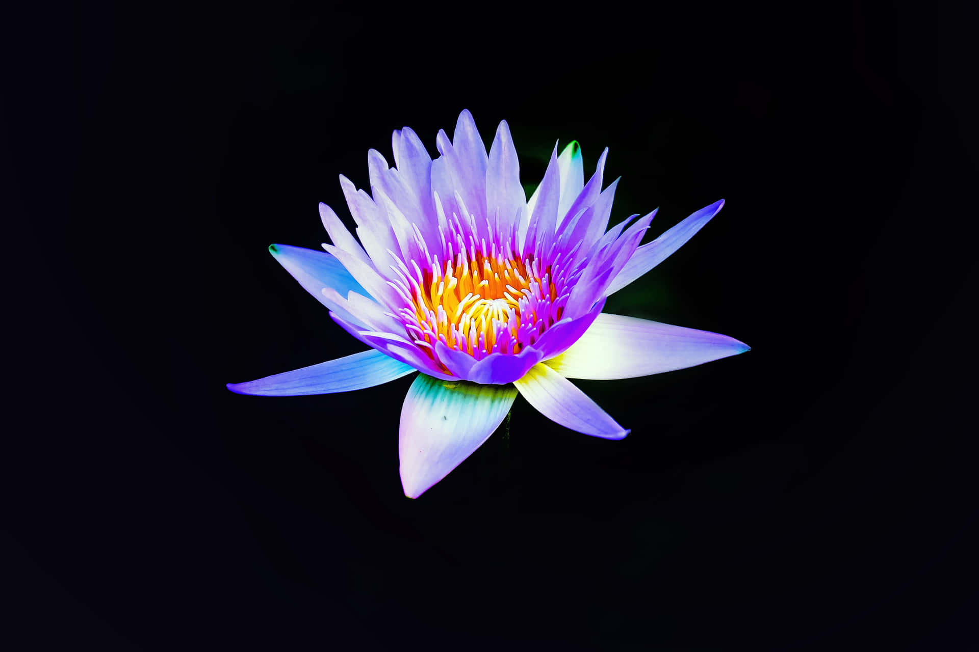 Singular Flower Digital Art [wallpaper] Background