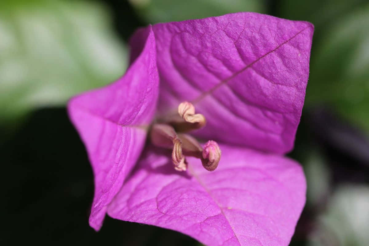 Singular Flower Zoomed In [wallpaper] Background